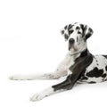 Great Dane HARLEQUIN Royalty Free Stock Photo