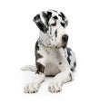 Great Dane HARLEQUIN