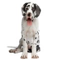 Great Dane HARLEQUIN Royalty Free Stock Photo