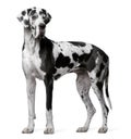 Great Dane Harlequin, 4 years old, standing Royalty Free Stock Photo