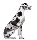 Great Dane Harlequin sitting Royalty Free Stock Photo