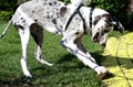 A great Dane and his pet Rock Royalty Free Stock Photo