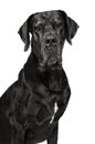 Great Dane isolated on white Royalty Free Stock Photo