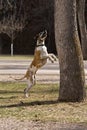 Great Dane Jumping for Squirrels Royalty Free Stock Photo