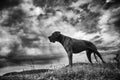 The Great Dane is a large  breed of domestic dog known for its enormous body and great height Royalty Free Stock Photo