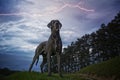 The Great Dane is a large  breed of domestic dog known for its enormous body and great height Royalty Free Stock Photo