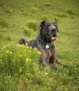 The Great Dane is a large  breed of domestic dog known for its enormous body and great height Royalty Free Stock Photo