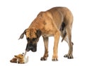 Great dane looking at a Chihuahua Royalty Free Stock Photo