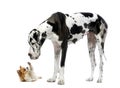 Great Dane looking at a Chihuahua Royalty Free Stock Photo