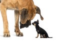 Great Dane looking at a Chihuahua sitting Royalty Free Stock Photo