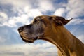 Great Dane looking left with drool strand Royalty Free Stock Photo