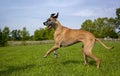 Great Dane loping across field to the left Royalty Free Stock Photo