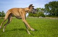 Great Dane loping across field