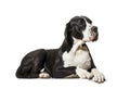 Great Dane, lying on front against white background Royalty Free Stock Photo