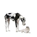 Great Dane and maltese dog
