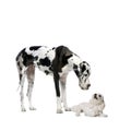 Great Dane and maltese dog Royalty Free Stock Photo