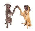 Great Dane and Mastiff Dogs Shaking Hands Royalty Free Stock Photo