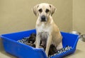 Great Dane mix dog nursing puppies in whelping box Royalty Free Stock Photo