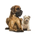 Great Dane and Mixed-breed dog sitting against white background Royalty Free Stock Photo