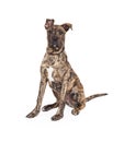 Great Dane Mixed Breed Puppy Sitting Royalty Free Stock Photo