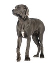 Great Dane, 10 months old, disgusted, eyes closed in front of white background Royalty Free Stock Photo