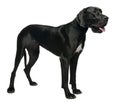 Great Dane, 15 months old Royalty Free Stock Photo