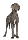 Great Dane, 10 months old, looking away in front of white background Royalty Free Stock Photo