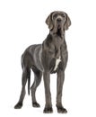 Great Dane, 10 months old, looking at the camera in front of white background Royalty Free Stock Photo