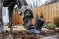 great dane nibbling on a rain boot in a muddy yard Royalty Free Stock Photo
