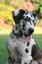 Great Dane Royalty Free Stock Photo