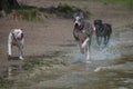 Great Dane and Pitbull running along beach