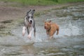 Great Dane and Pitbull running along beach