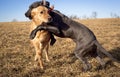 A great Dane pupppy play wrestling with another dog in a field