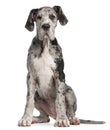 Great Dane puppy, 3 months old, sitting