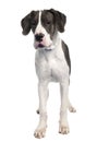 Great Dane puppy (6 months old) Royalty Free Stock Photo