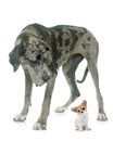Great Dane and puppy chihuahua in studio Royalty Free Stock Photo