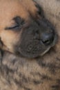 Great Dane puppy sleeping.