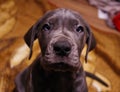 Great dane puppy