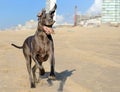 Great Dane running on the beach Royalty Free Stock Photo