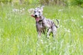 Great Dane Running Royalty Free Stock Photo