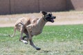 Great Dane running in lure course Royalty Free Stock Photo