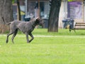 Great Dane running in a lush green backyard Royalty Free Stock Photo