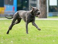 Great Dane running in a lush green backyard Royalty Free Stock Photo