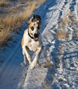 Great Dane Running on Snow-Covered Path Royalty Free Stock Photo