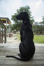 Great Dane sits on front porch