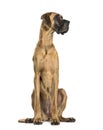 Great Dane sitting against white background Royalty Free Stock Photo