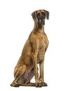 Great Dane sitting against white background Royalty Free Stock Photo