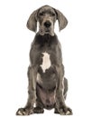 Great Dane sitting, facing, isolated Royalty Free Stock Photo