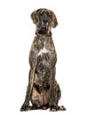 Great Dane sitting, isolated Royalty Free Stock Photo