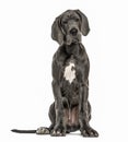 Great Dane sitting, isolated Royalty Free Stock Photo